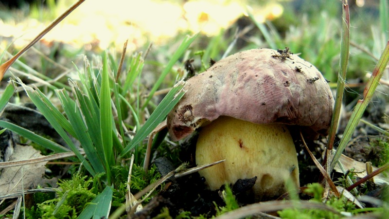 Il bosco inizia il risveglio: il castagneto